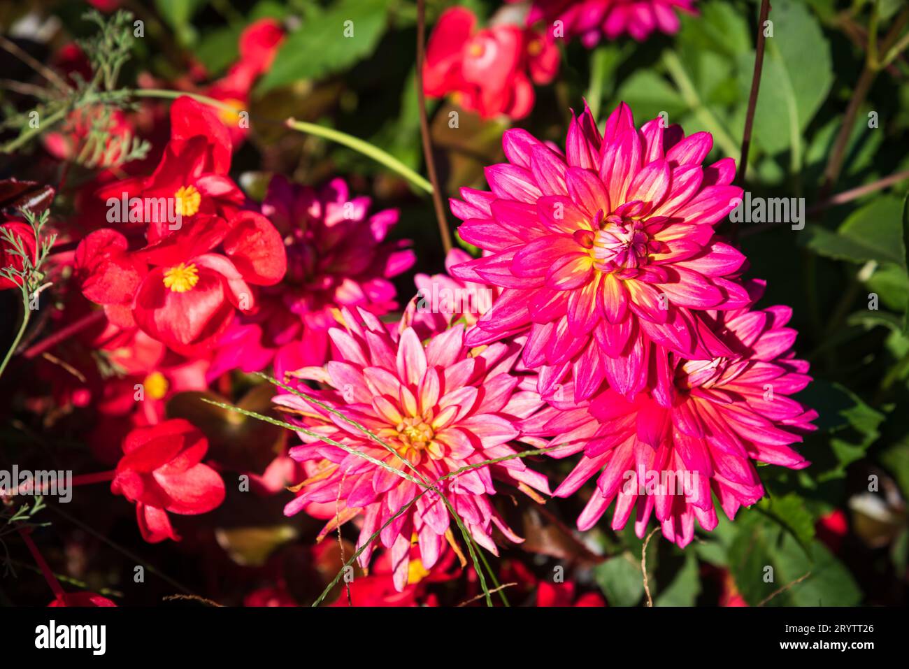 Autumn flowers. Red yellow dahlia flowers and mask flowers at background in the garden. Seasonal gardening background. Natural positive beauty concept Stock Photo