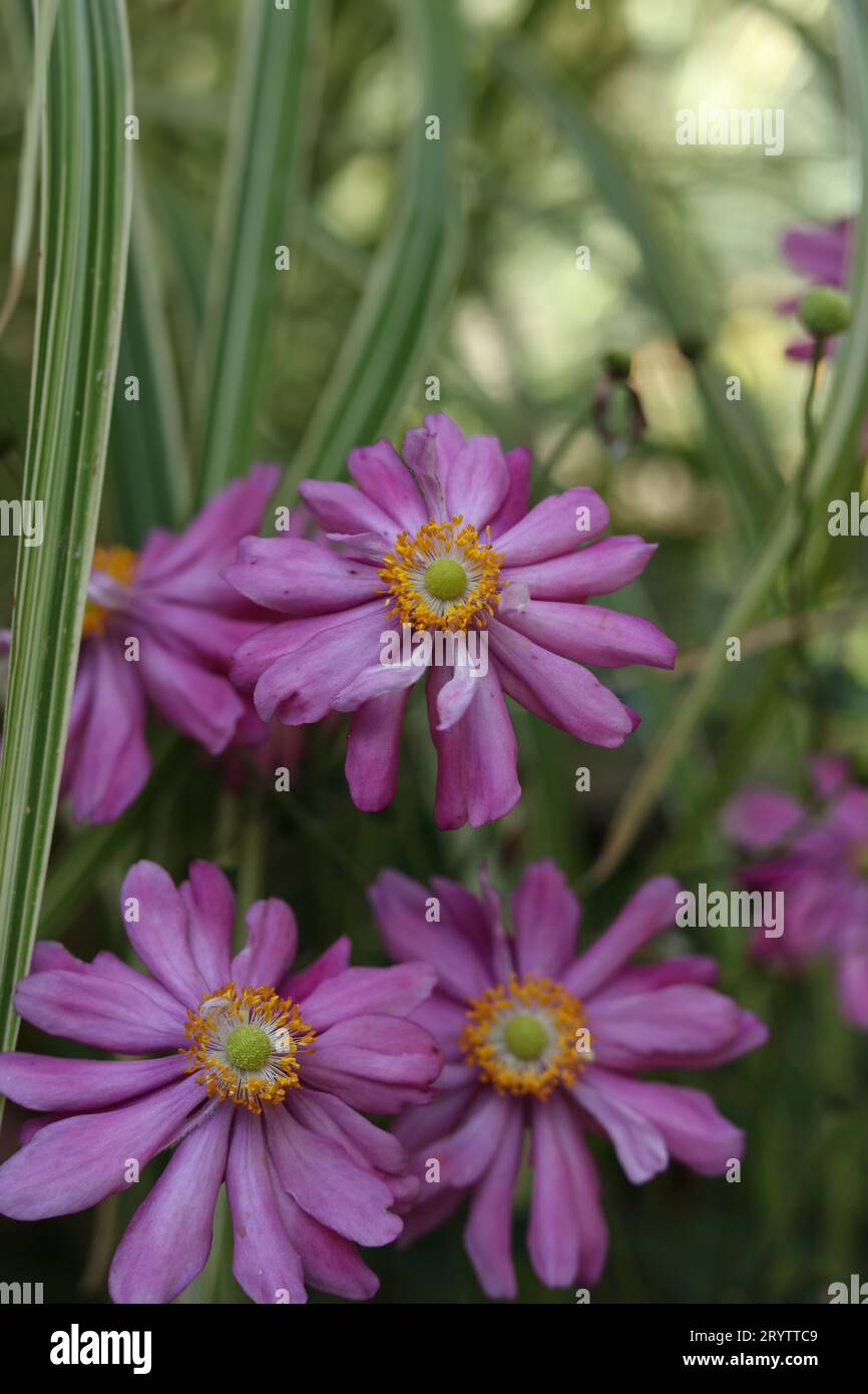 a close up of Eriocapitella hupehensis, japanese anemone flowers in the autumn garden Stock Photo