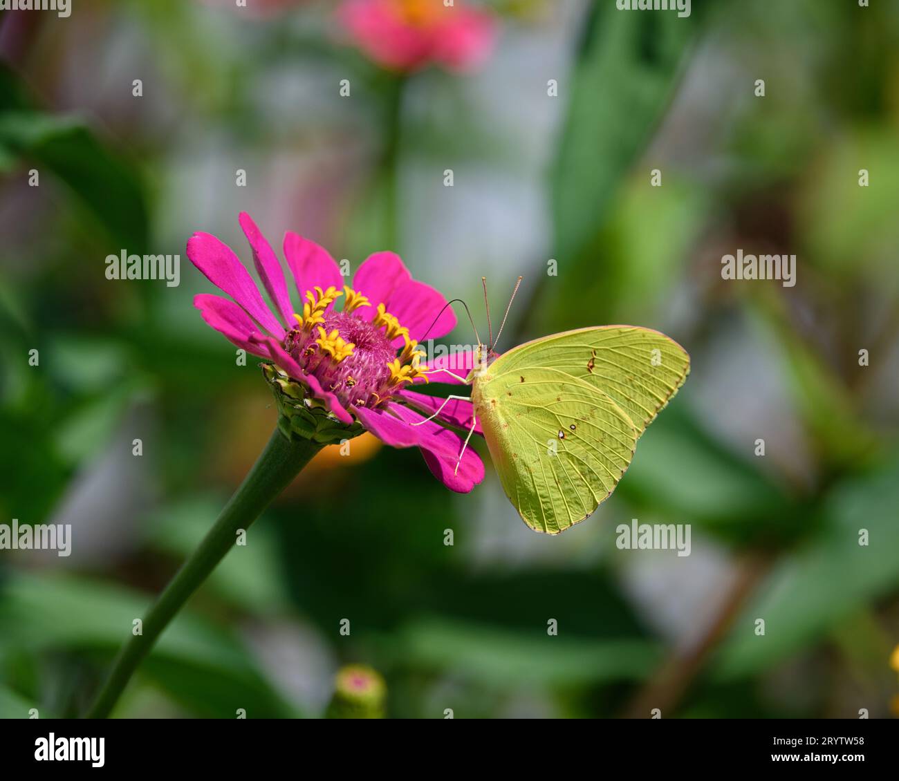 A vibrant Cloudless Sulphur (Phoebis sennae)butterfly perched on a stunning pink flower Stock Photo