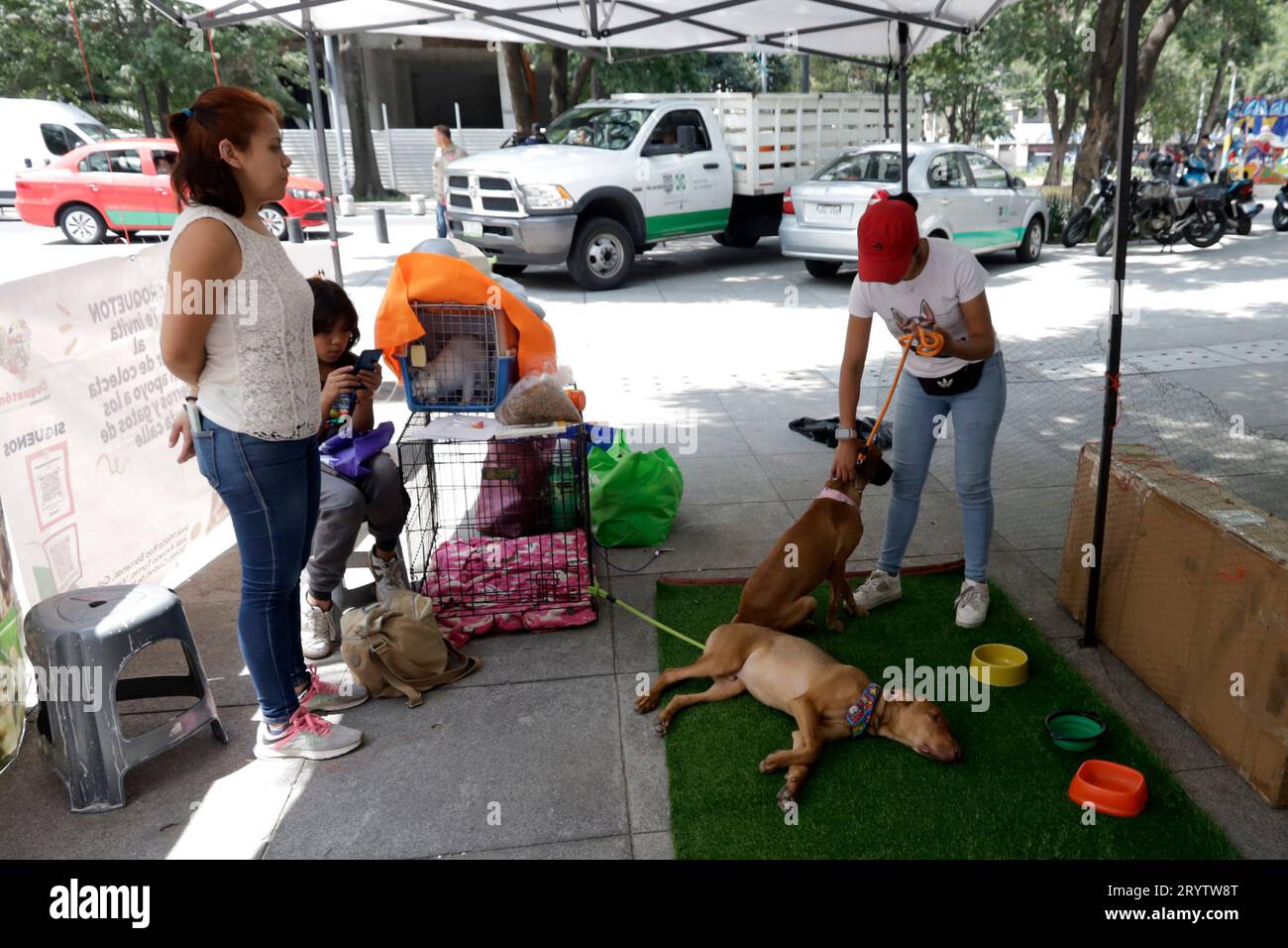 Non Exclusive: October 1, 2023, Mexico City, Mexico: The Vista Alegre Animalist Collective presents homeless dogs for adoption at the croquette Festiv Stock Photo