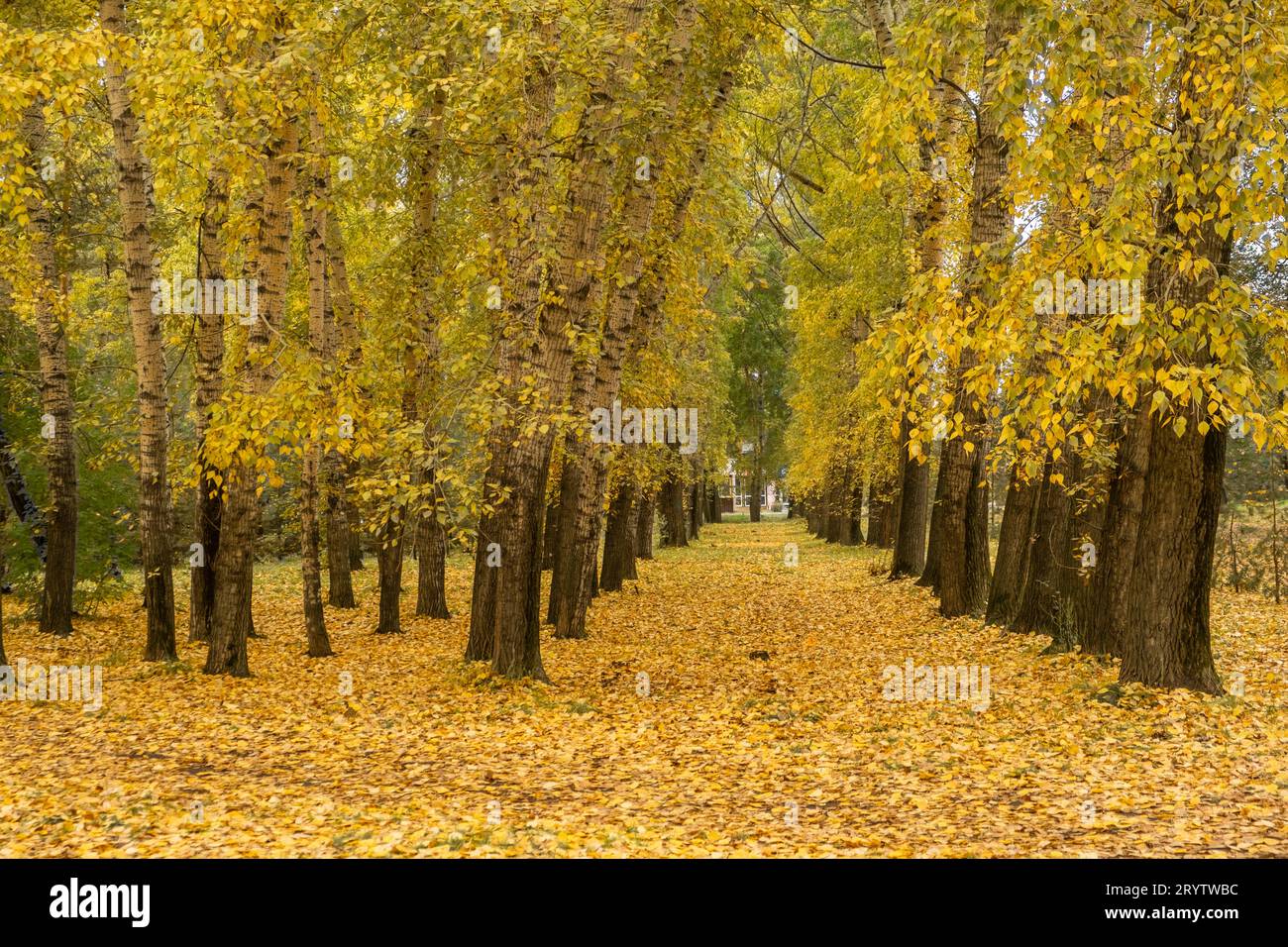 Beautiful romantic alley in a park with colorful trees and sunlight ...