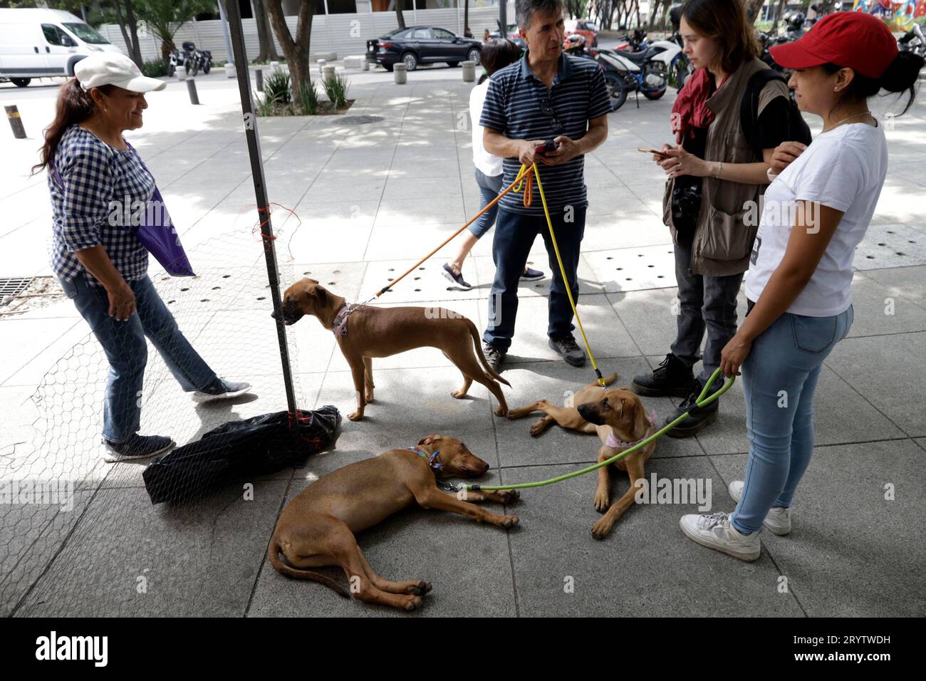 Non Exclusive: October 1, 2023, Mexico City, Mexico: The Vista Alegre Animalist Collective presents homeless dogs for adoption at the croquette Festiv Stock Photo