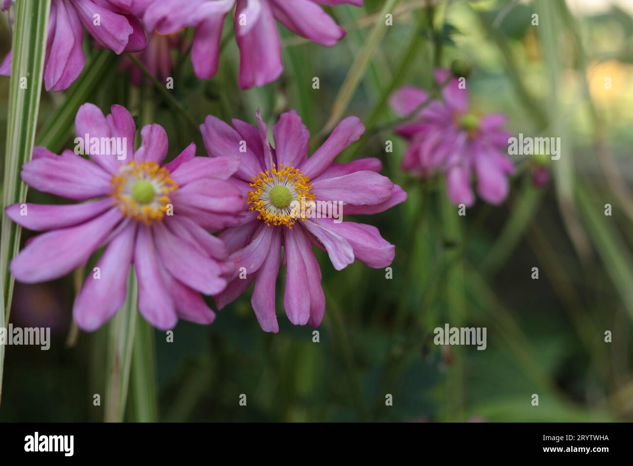 a close up of Eriocapitella hupehensis, japanese anemone flowers in the autumn garden Stock Photo