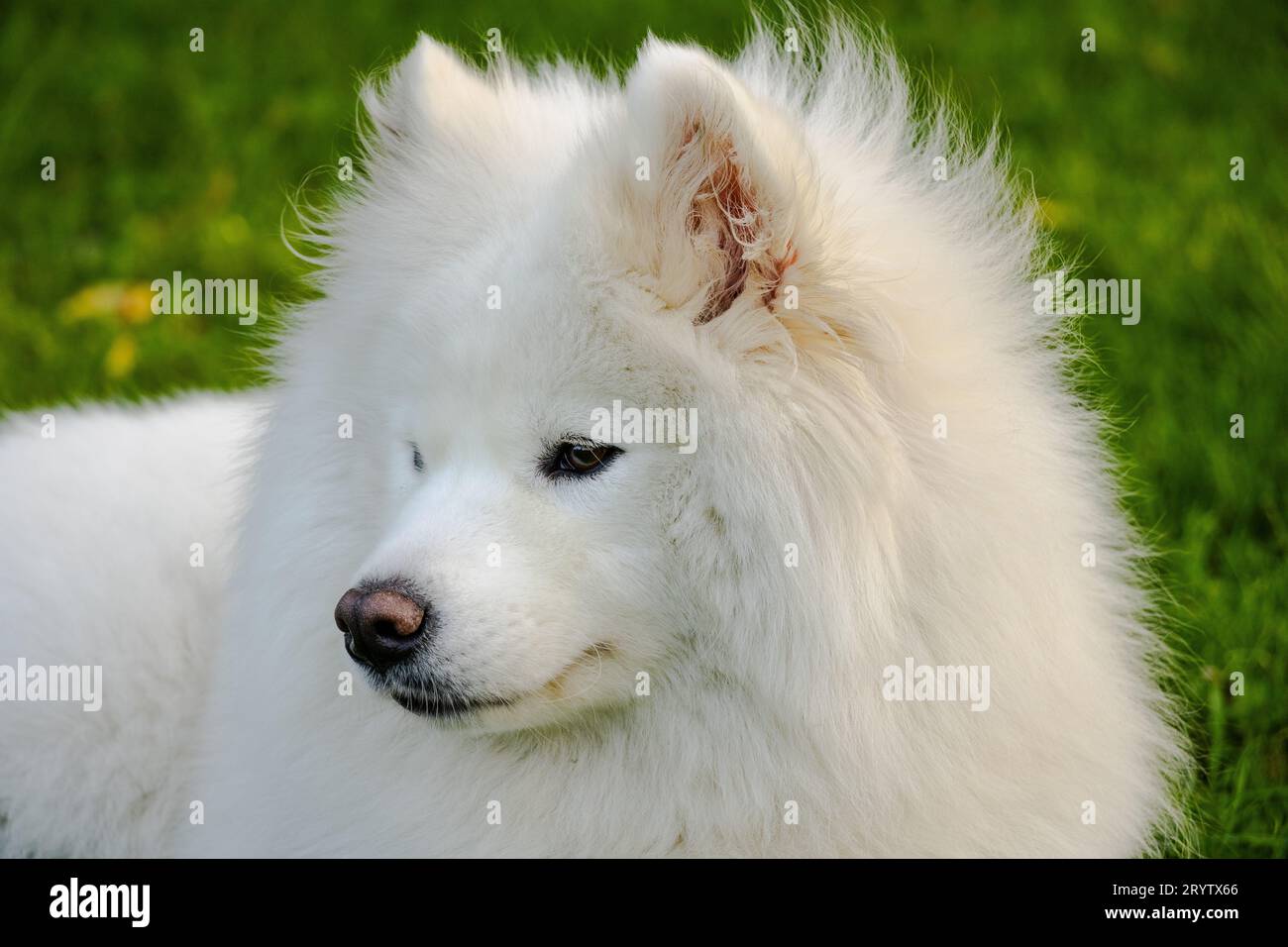 Albino samoyed 2025