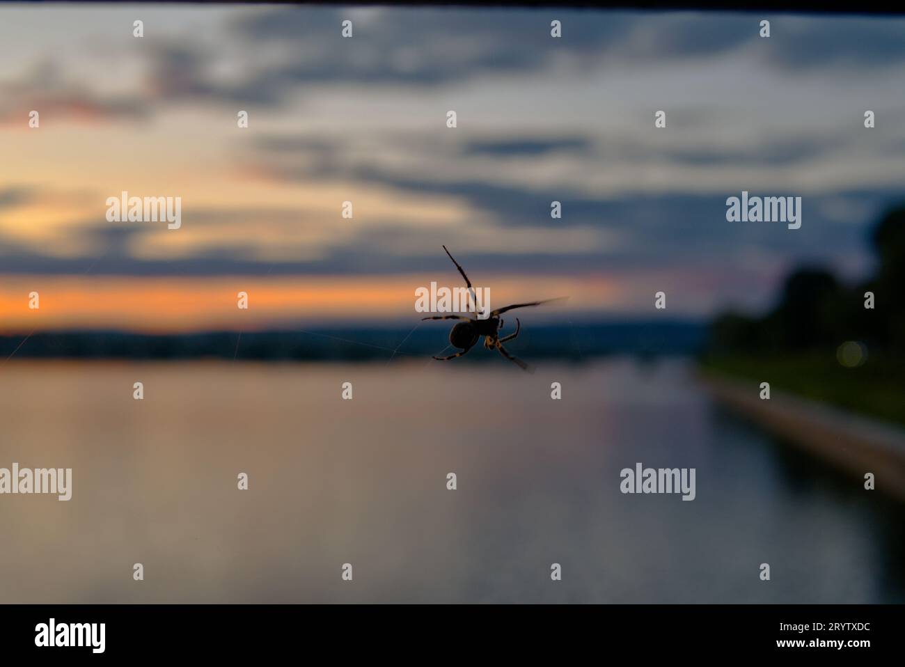 A spider above the Susquehanna River at sunset Stock Photo