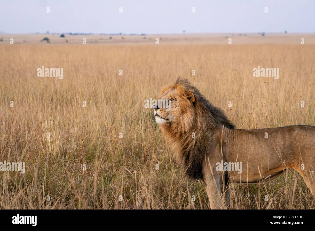 Lions in Masai Mara National Reserve Kenya Africa, Safari, Game drive ...