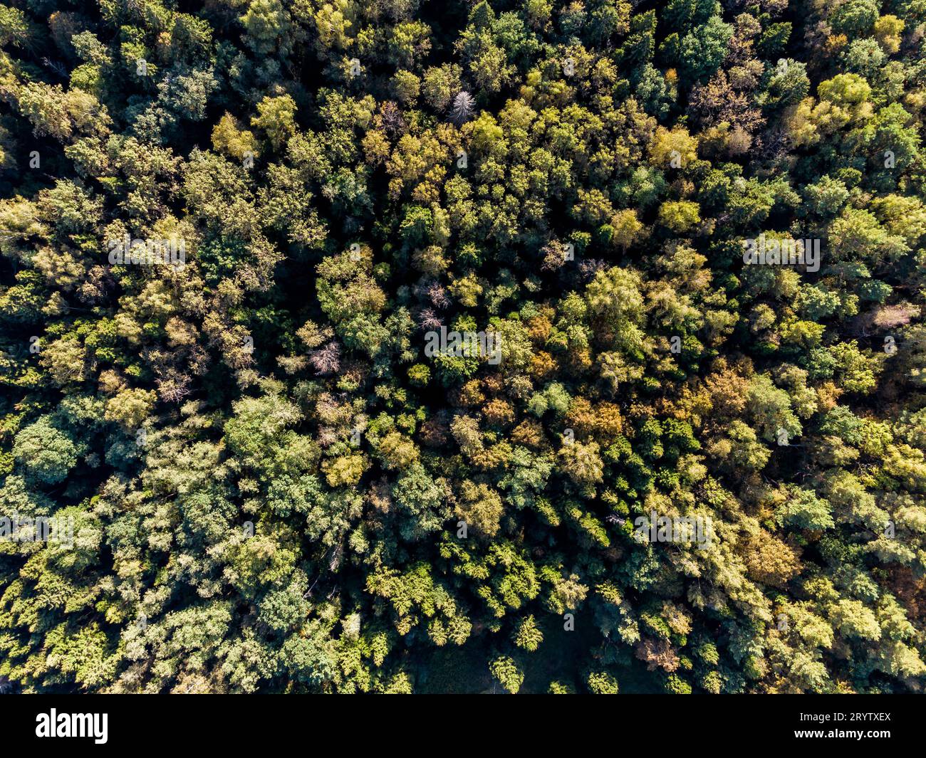 Aerial view dense forest mixed hi-res stock photography and images - Alamy