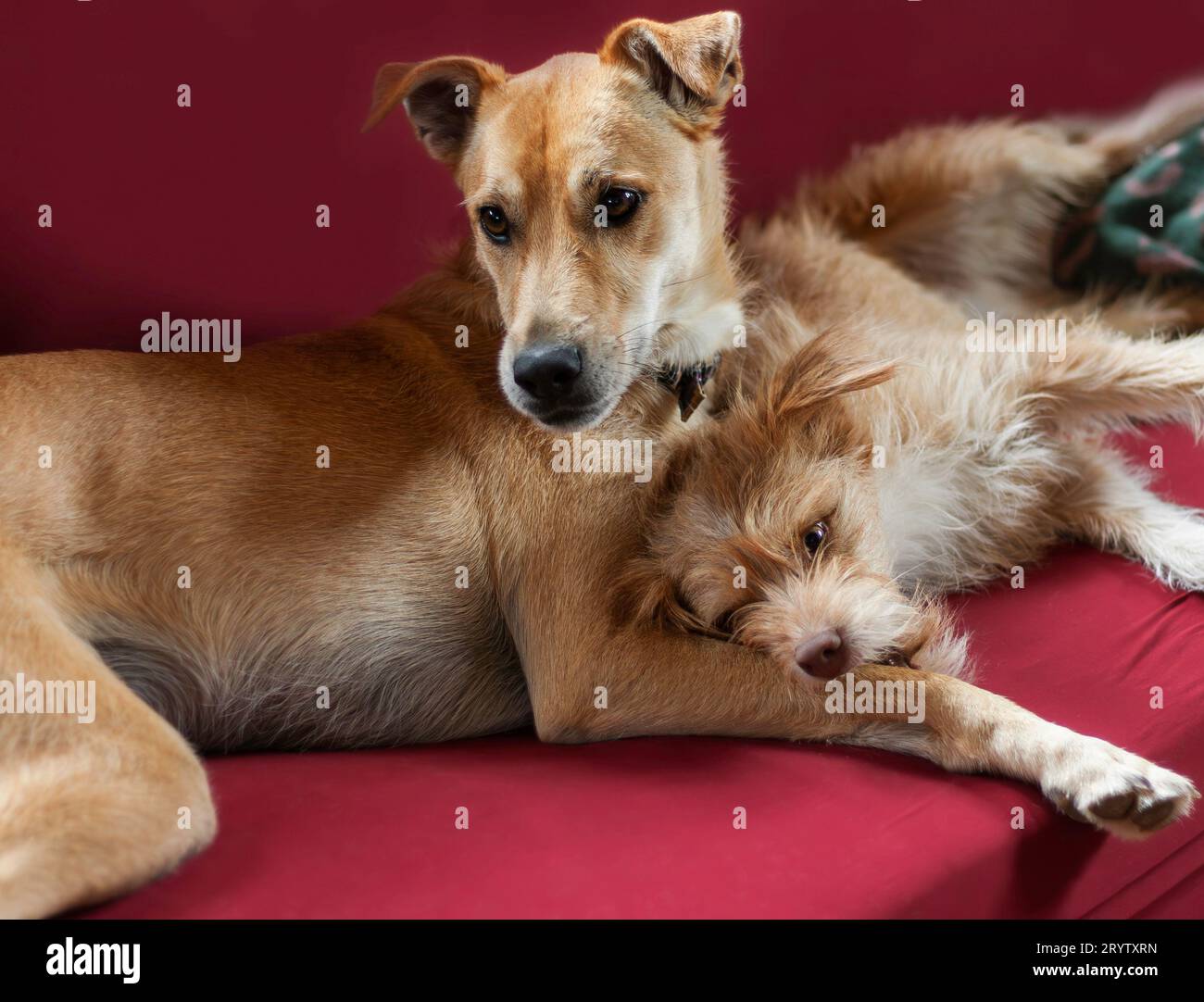 2 dogs casually playing on a red sofa Stock Photo Alamy