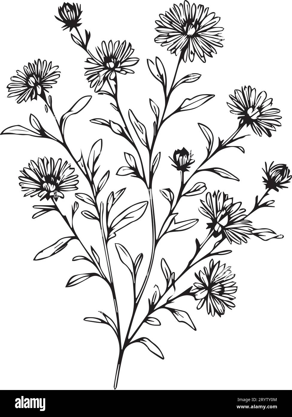 Detailed flower coloring pages, sketch contour bouquet of aster flowers