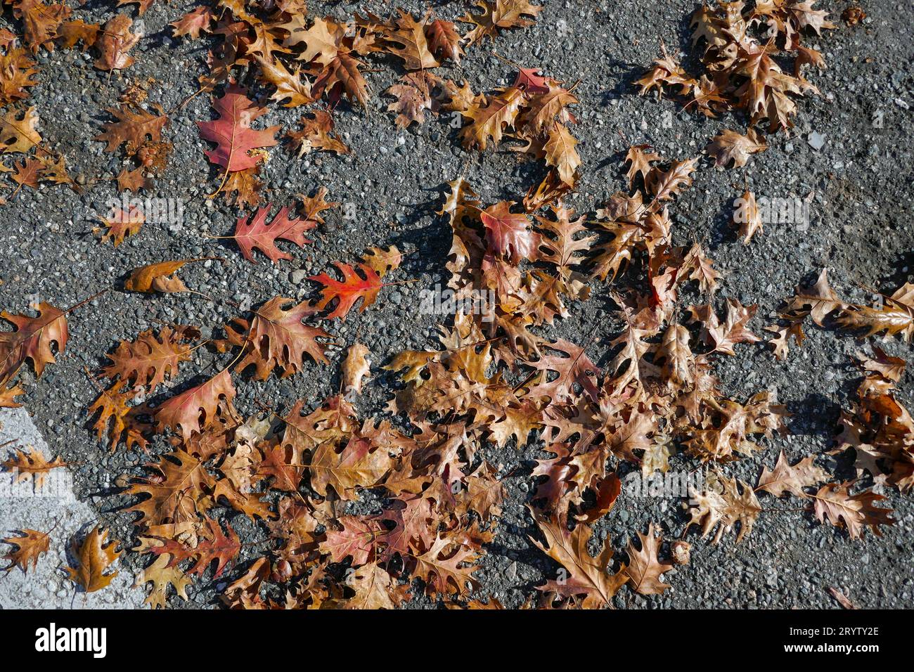 Fall leaves on parking area at a doctor's office in North Central Florida. Stock Photo