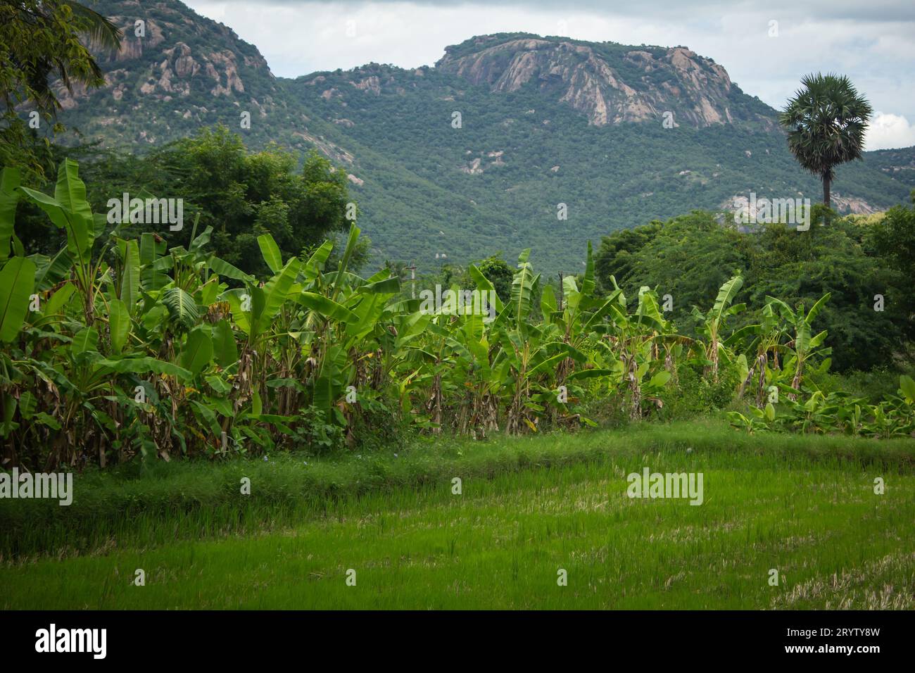 Scenic view of banana tree plantation in a farm near Padavedu, Tamil
