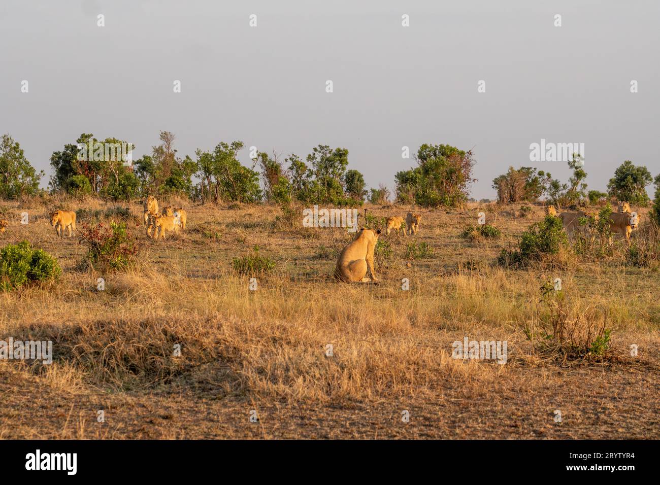 Lions in Masai Mara National Reserve Kenya Africa, Safari, Game drive Stock Photo