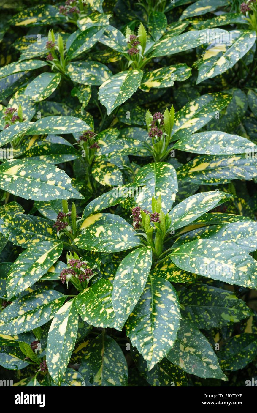 Aucuba japonica Mr Goldstrike (Male), spotted laurel, dark green leaves blotched buttercup yellow, small, brown flowers Stock Photo