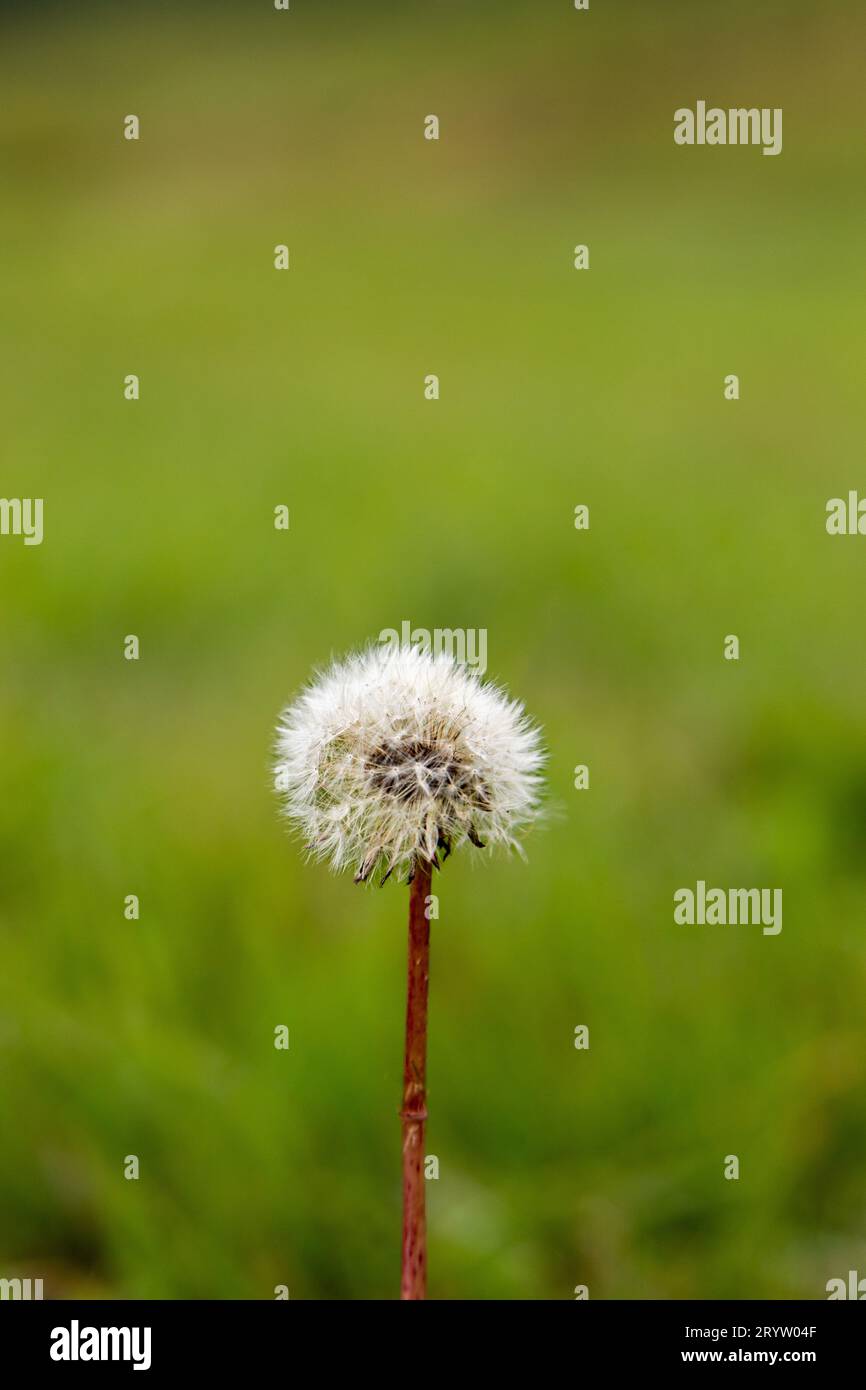 Make a wish; Dandelion seed head, Taraxacum Stock Photo