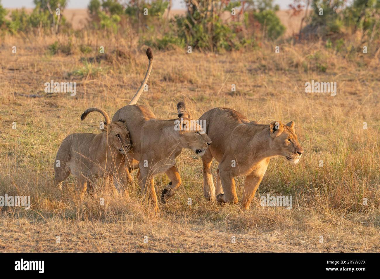 Lions in Masai Mara National Reserve Kenya Africa, Safari, Game drive ...