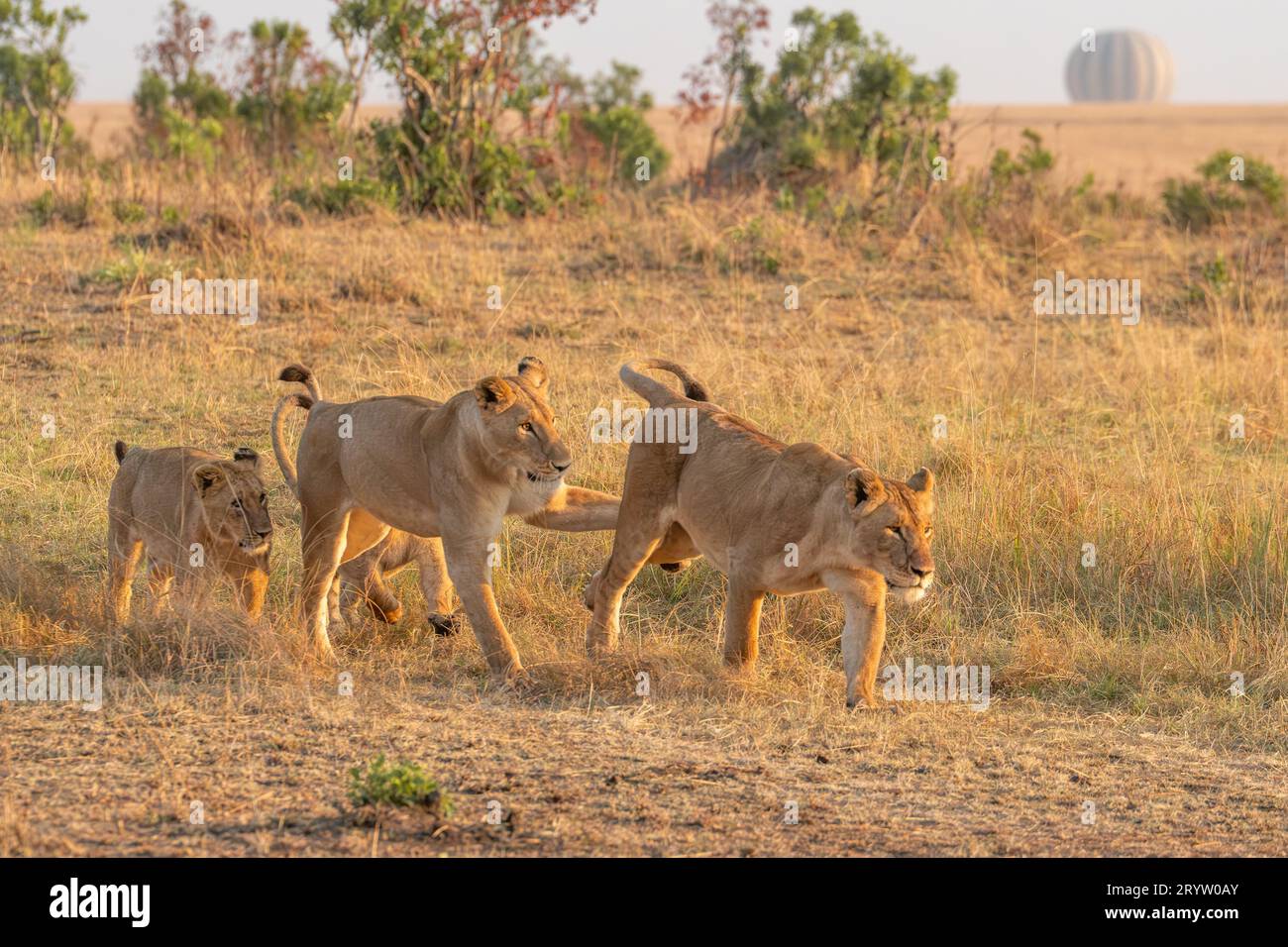 Lions in Masai Mara National Reserve Kenya Africa, Safari, Game drive ...
