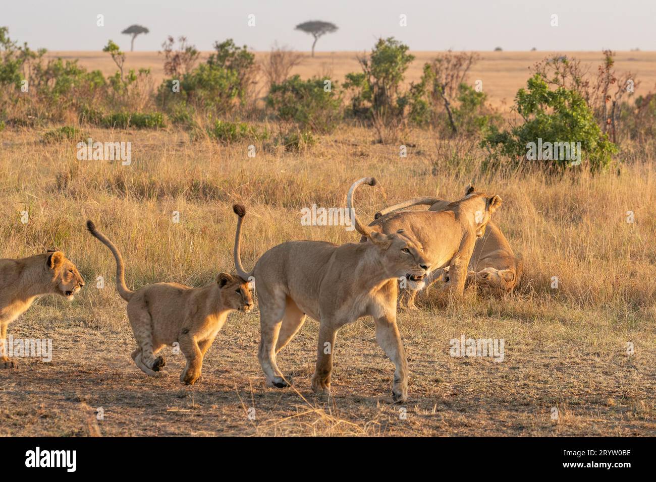 Lions in Masai Mara National Reserve Kenya Africa, Safari, Game drive ...