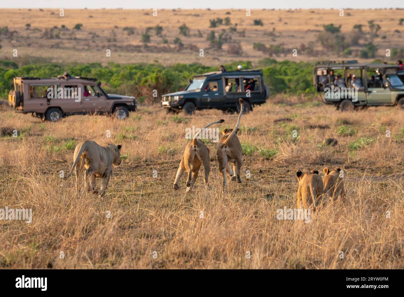 Lions in Masai Mara National Reserve Kenya Africa, Safari, Game drive Stock Photo
