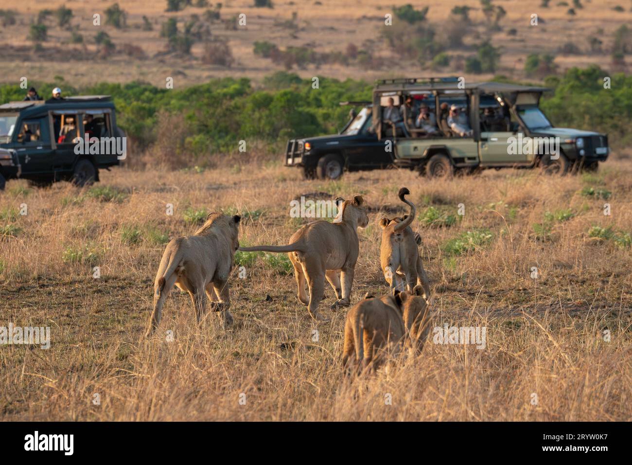 Lions in Masai Mara National Reserve Kenya Africa, Safari, Game drive ...
