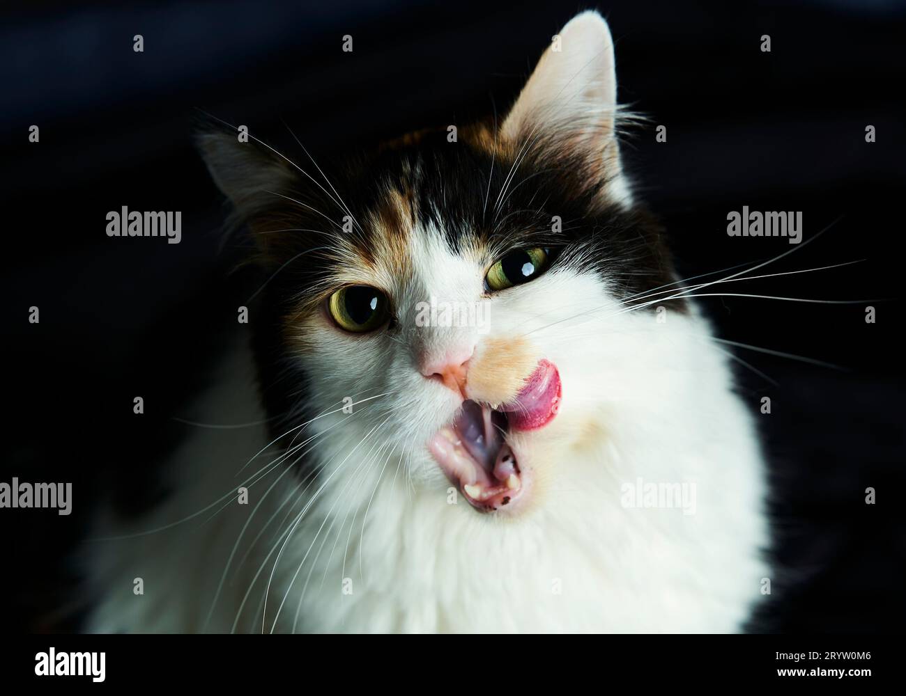 A playful feline with alert eyes and an open mouth sticking out its
