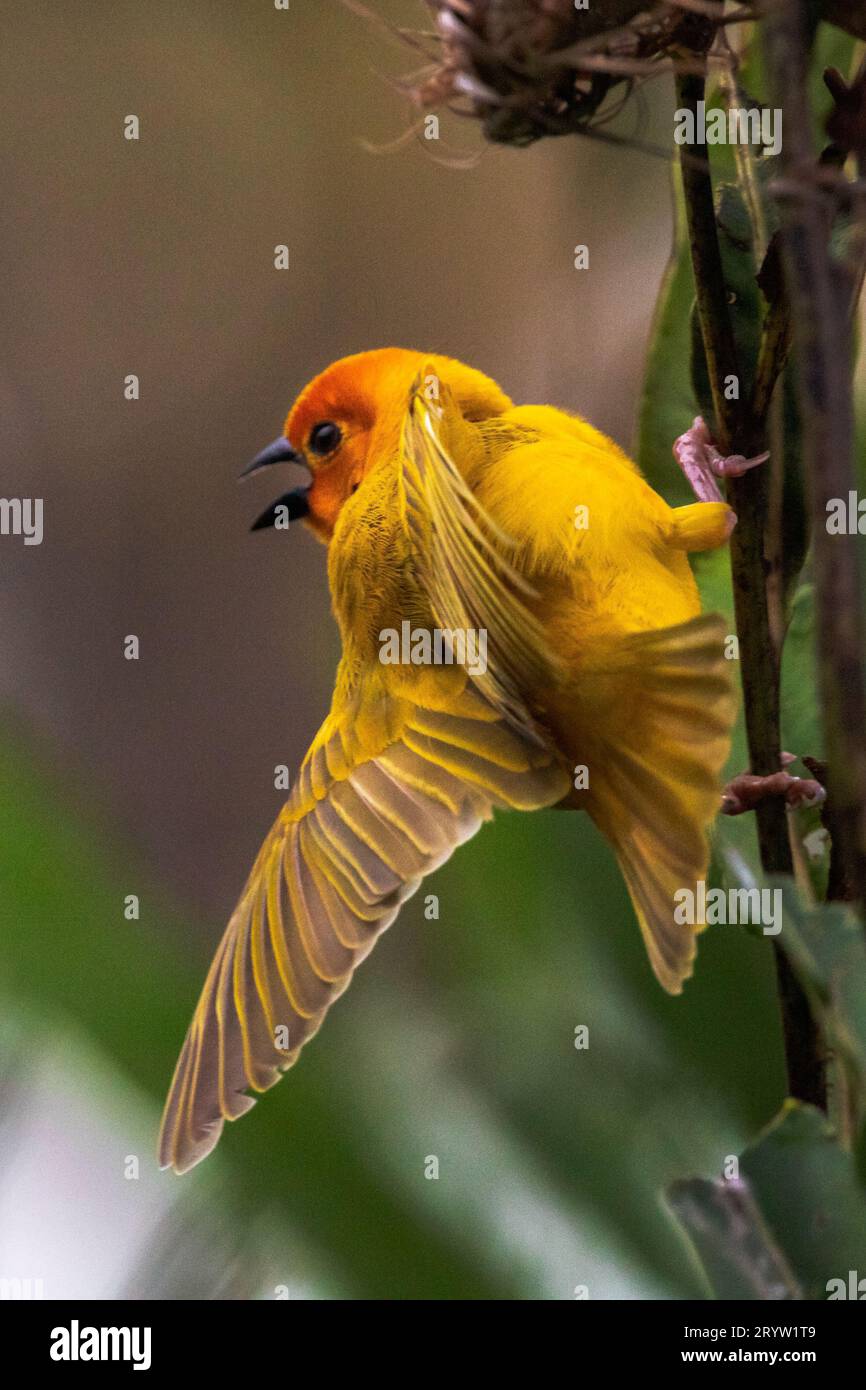 Weaver bird ( Ploceidae ) in Africa, also called widah finch at nest. Stock Photo