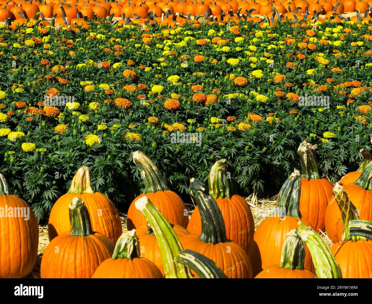 A field of Pumpkins and Flowers Stock Photo