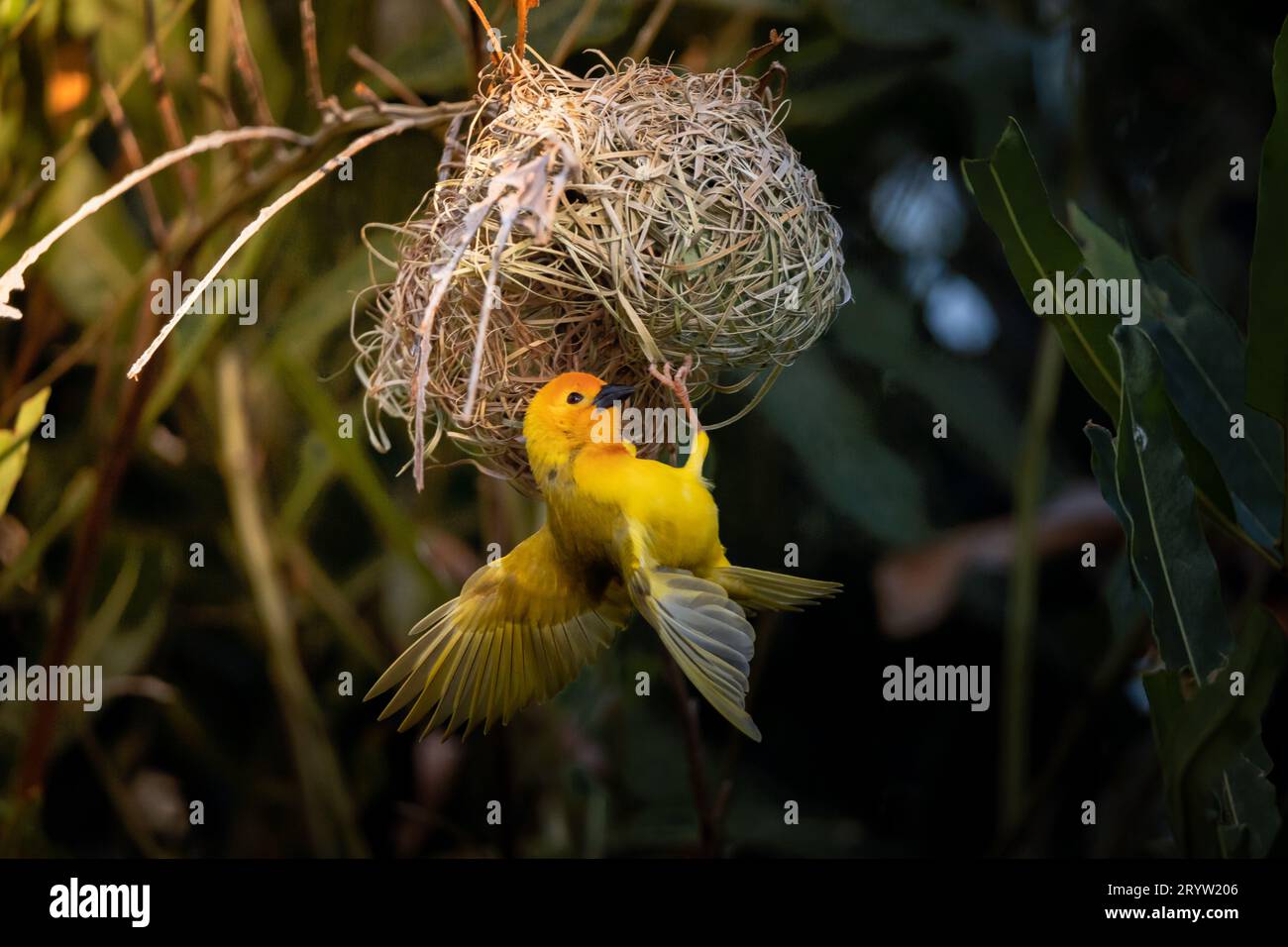 Weaver bird ( Ploceidae ) in Africa, also called widah finch at nest. Stock Photo