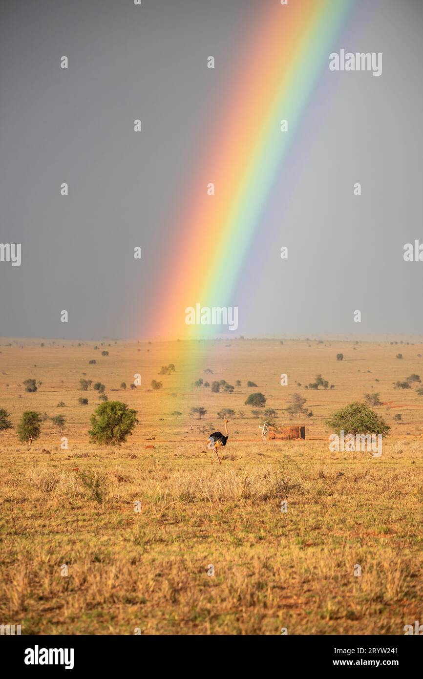 Rainy season in the savannah of Kenya. Landscape in Africa, sun, rain, rainbow, safari photography. Stock Photo