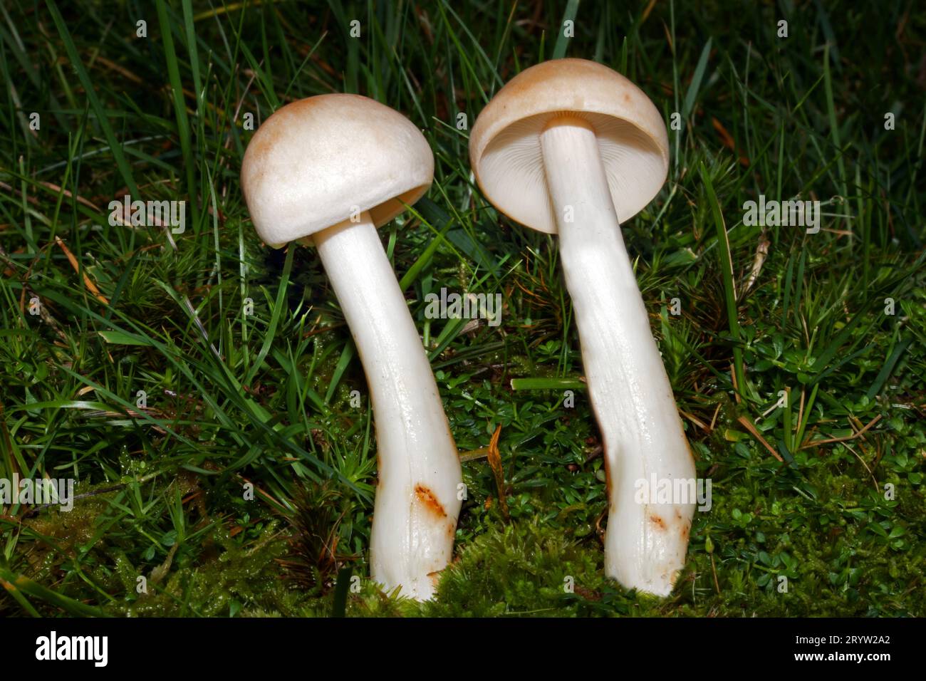 Rhodocollybia maculata (spotted toughshank) is a saprobic fungus found mainly under conifers. It occurs in Europe and North America. Stock Photo