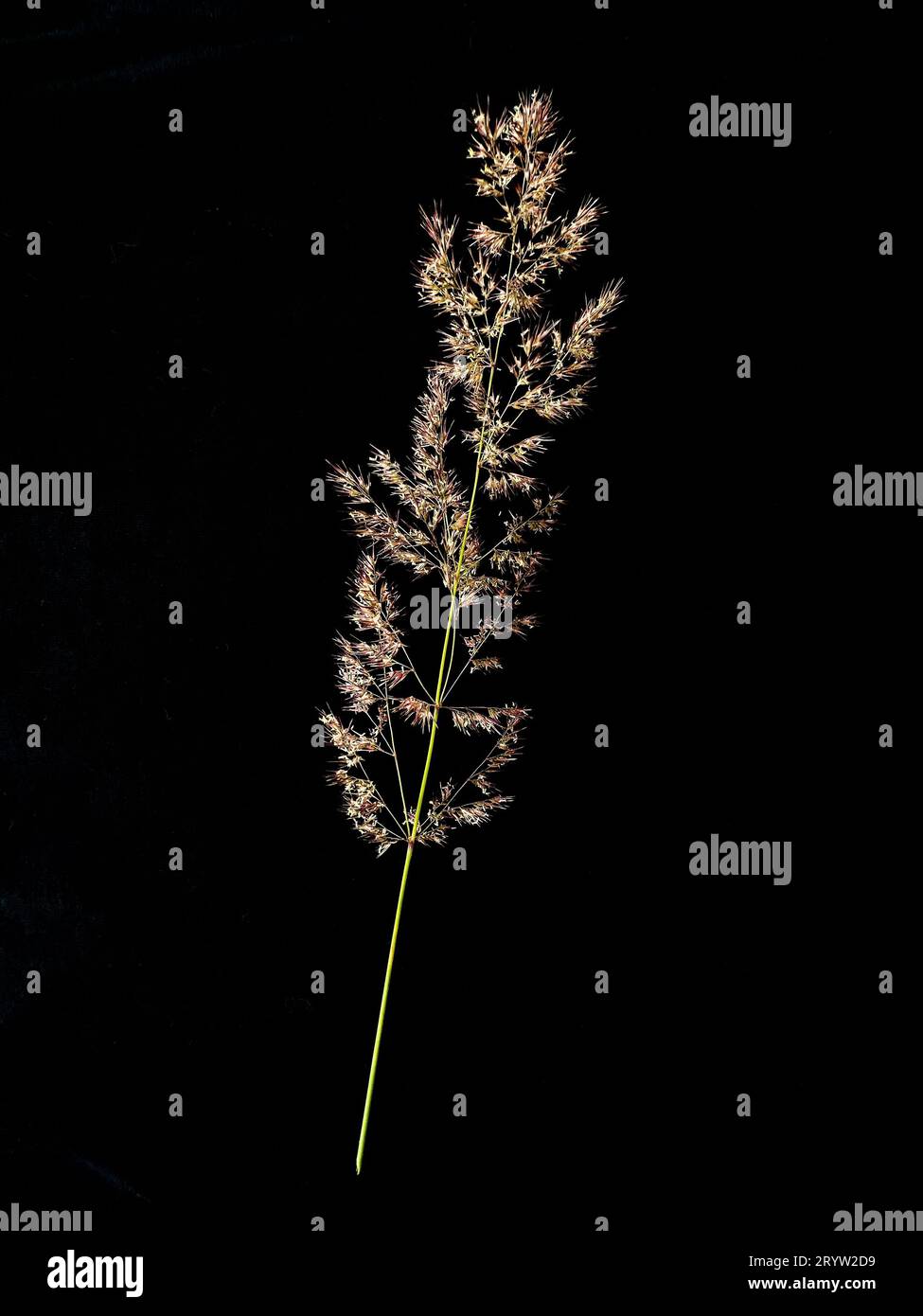 A close-up shot of a Agrostis gigantea against a dark background Stock Photo