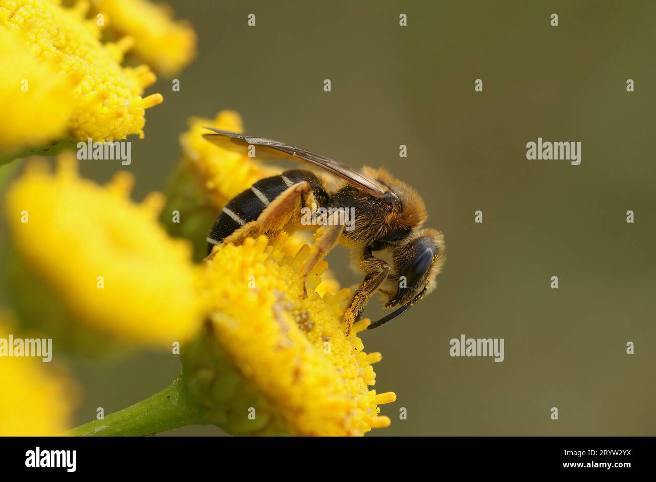 Natural closeup on a Red-legged furrow bee, Halictus rubicundus sitting on a yellow Tansy flower, Tanacetum vulgare Stock Photo