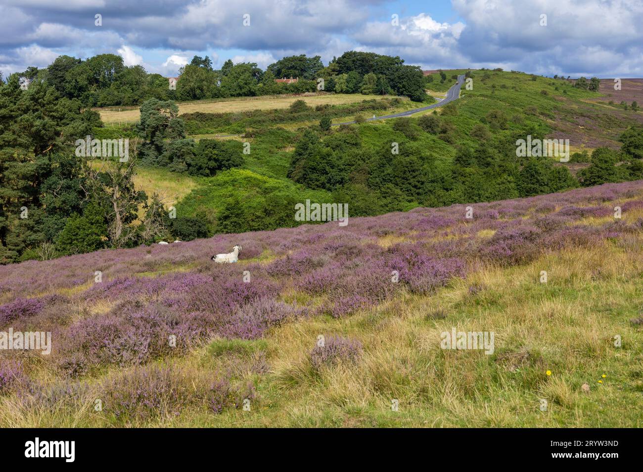 Spaunton Estate moorland at HuttonleHole, North Yorkshire, UK Stock