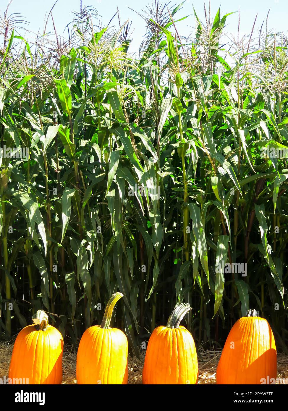 Pumpkins on Display in Front of Corn Stalks Stock Photo