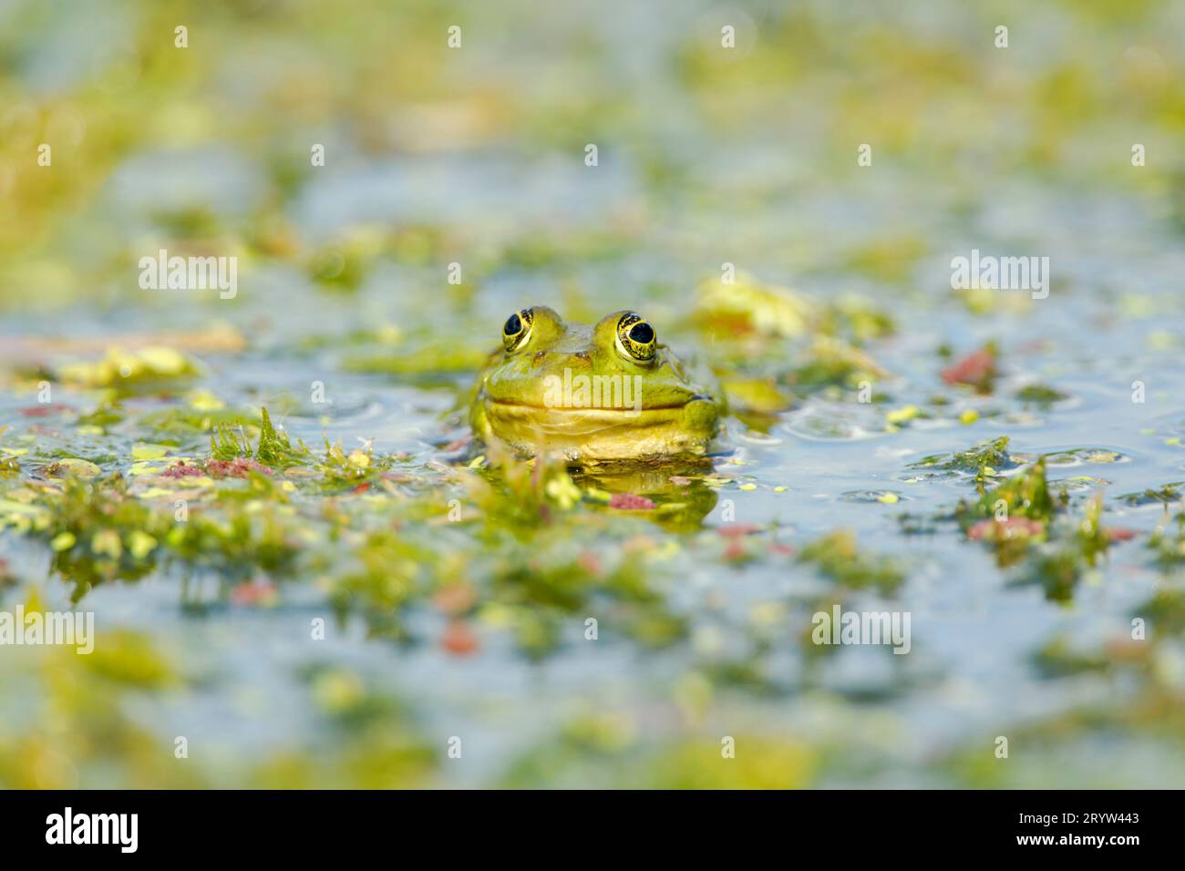 Marsh frog (Pelophylax ridibundus) (formerly Rana ridibunda) viewed in the Danube delta complex of lagoons water among vegetation Stock Photo