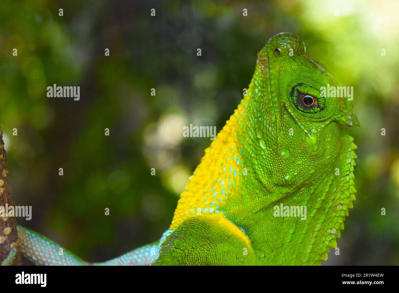 A close-up of a vibrant green and yellow Ceylon agama (Lyriocephalus scutatus) perched on a tree Stock Photo