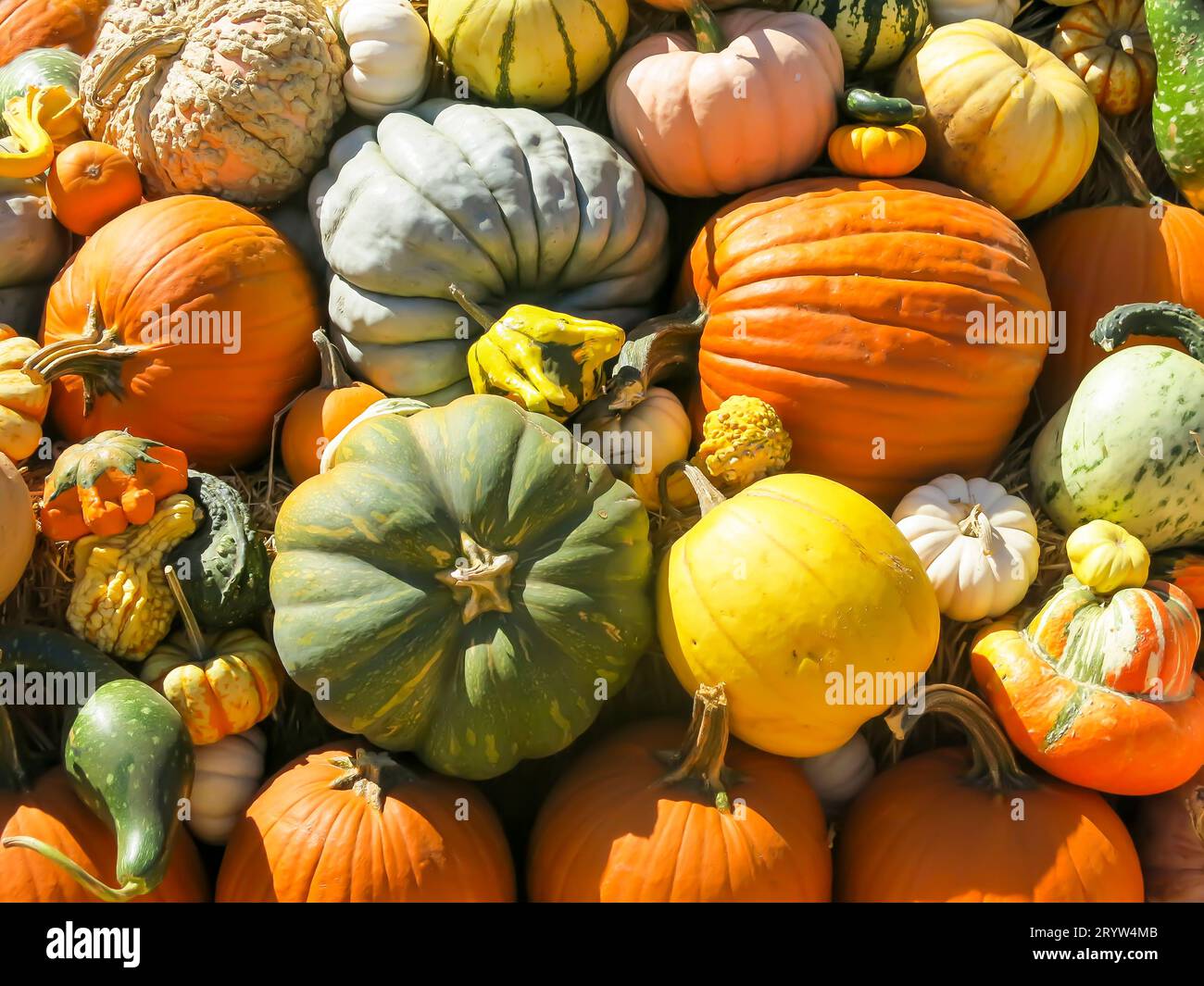 Variety of Pumpkins on Display Stock Photo - Alamy