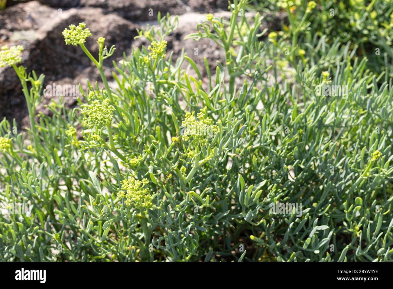 Sea fennel growing on a wild beach Stock Photo Alamy