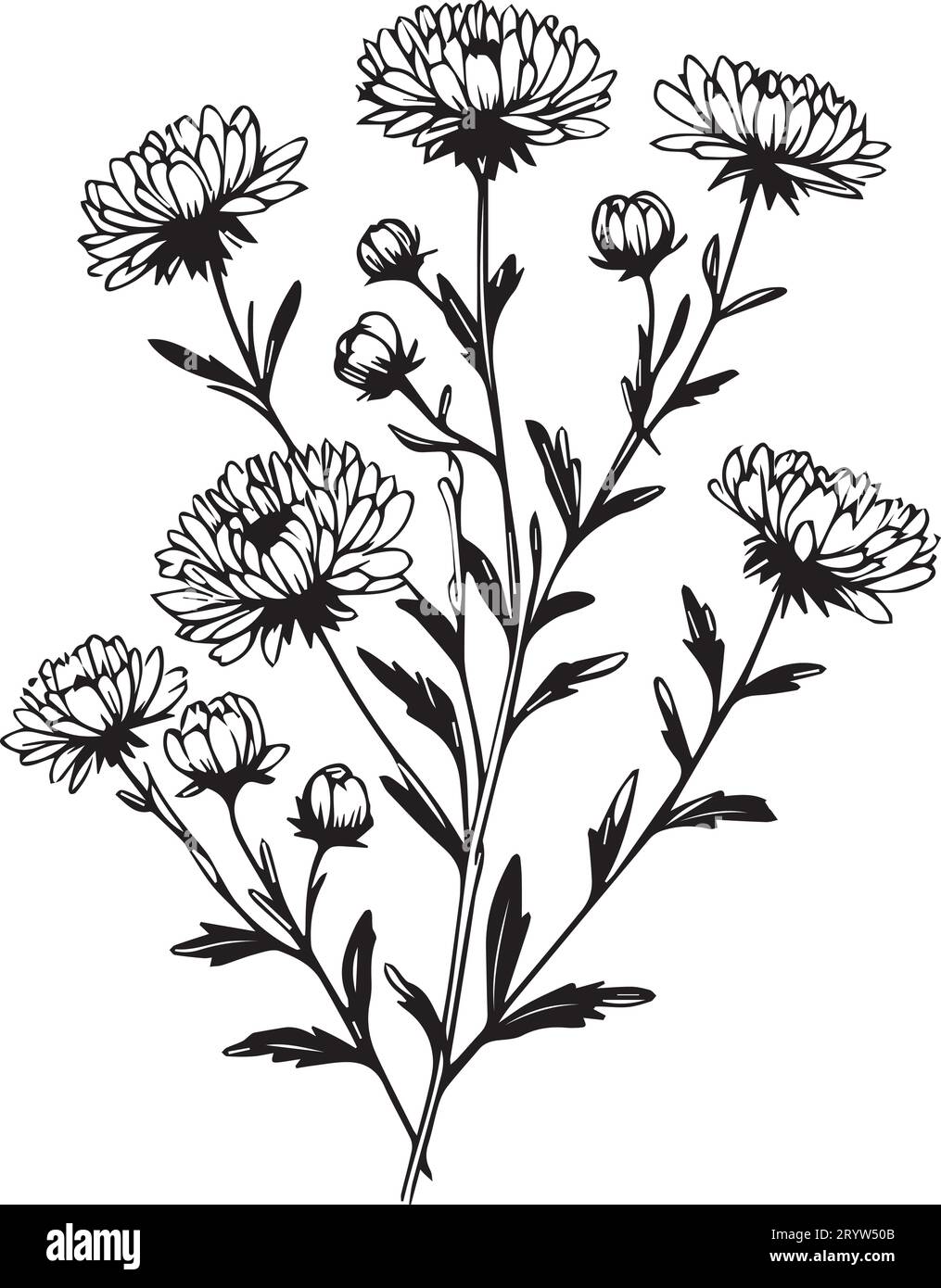 Aster flower outline, aster flower vector art, simple flower drawing