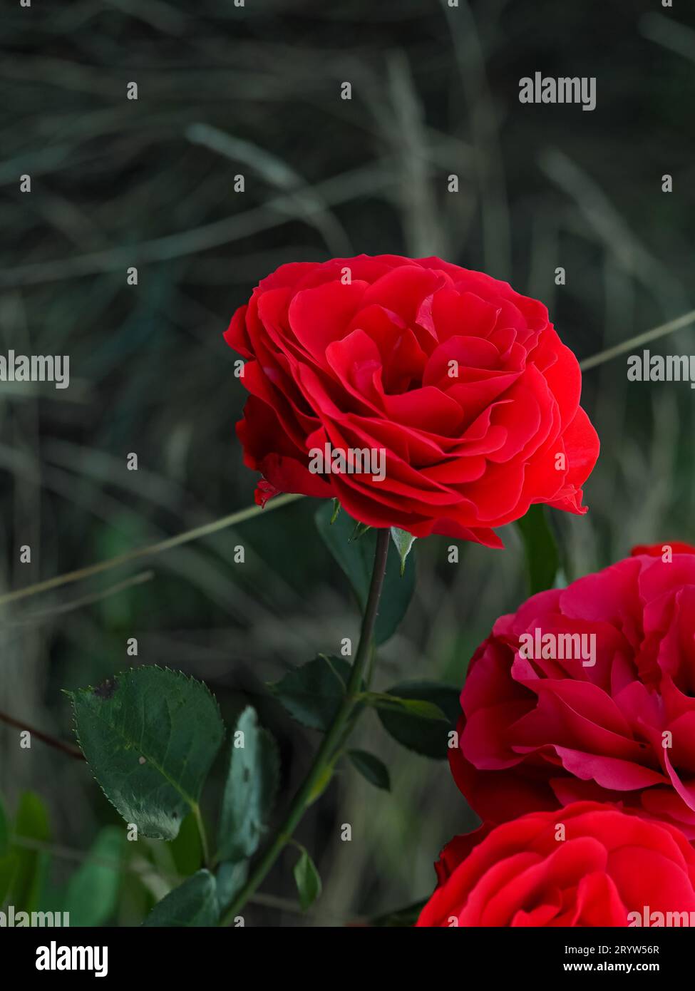 red roses in the natural environment, in full bloom at close range, elegant, intimate, romantic, with delicate petals, symbols of love, passion and be Stock Photo