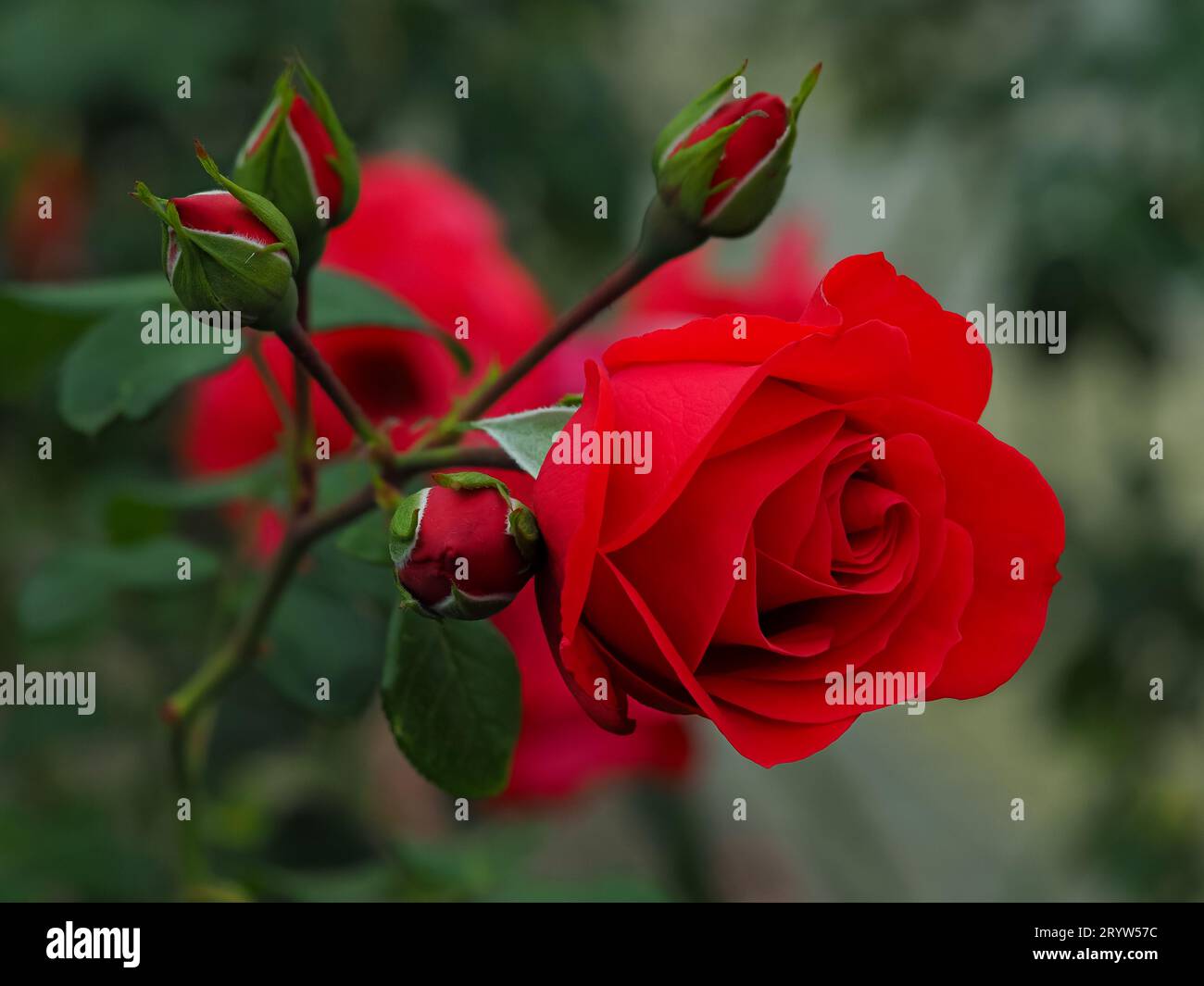 red roses in the natural environment, in full bloom at close range, elegant, intimate, romantic, with delicate petals, symbols of love, passion and be Stock Photo