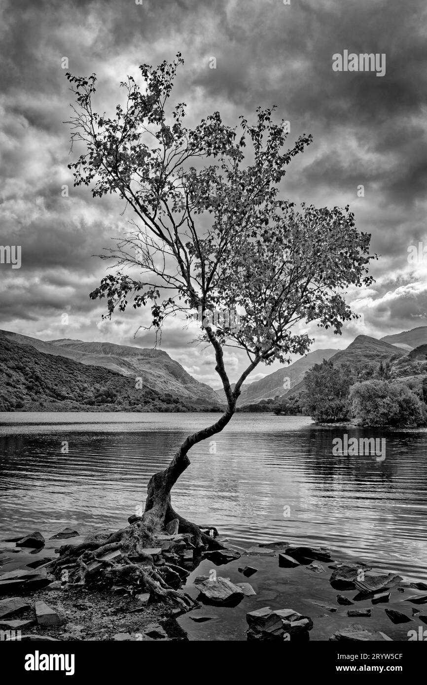Lake shore tree Black and White Stock Photos & Images - Alamy
