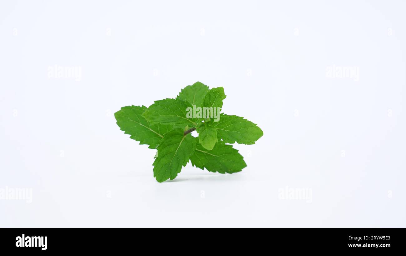 Fresh Mint leaves or Pudina leaf. Mint helps to Boosts your immune