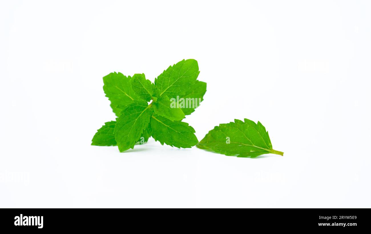 Pudina leaves hires stock photography and images Alamy
