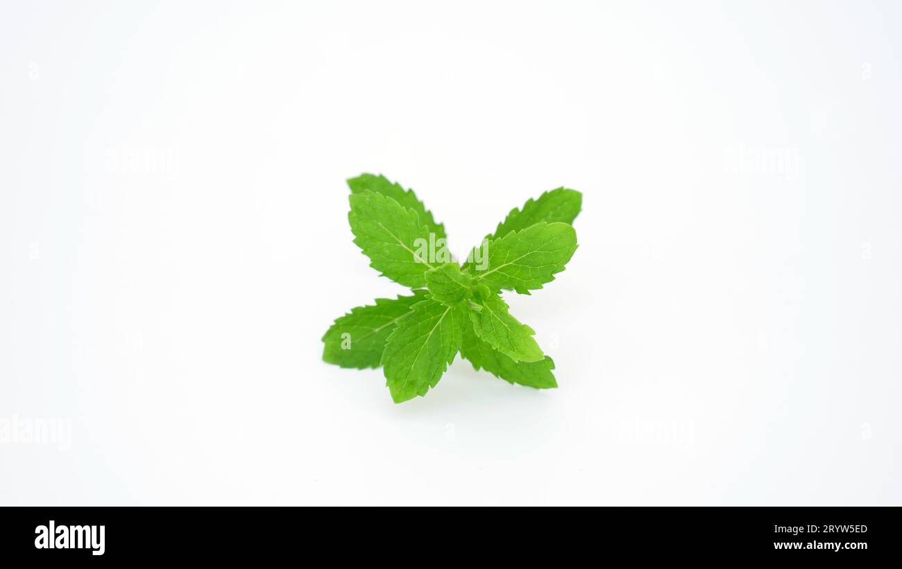 Pudina leaves hires stock photography and images Alamy