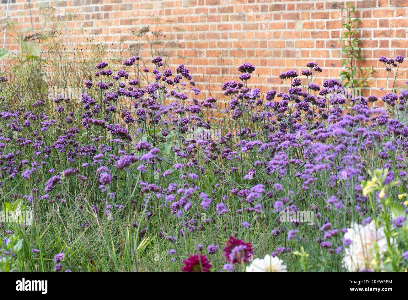 Purple autumn flowers of verbena bonariensis in walled UK garden September Stock Photo
