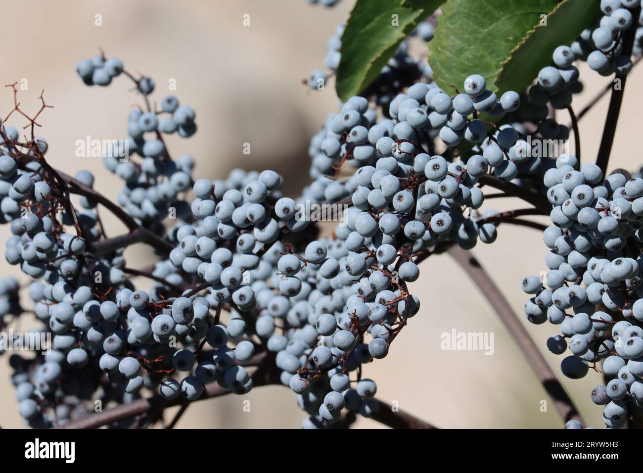 Mexican Elderberry, Sambucus Mexicana, a native shrub displaying mature spheric glabrous drupe fruit during Summer in the Eastern Sierra Nevada. Stock Photo