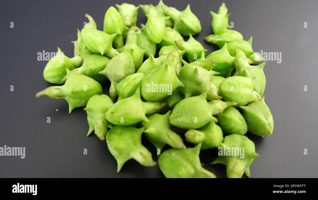 Ayurvedic plant Gokhru. Tribulus terrestris, Land caltrops, Puncture vine,  wild thorny fruits on herb Gokhru plants. medicine plant of Gokhru or gokha  Stock Photo - Alamy