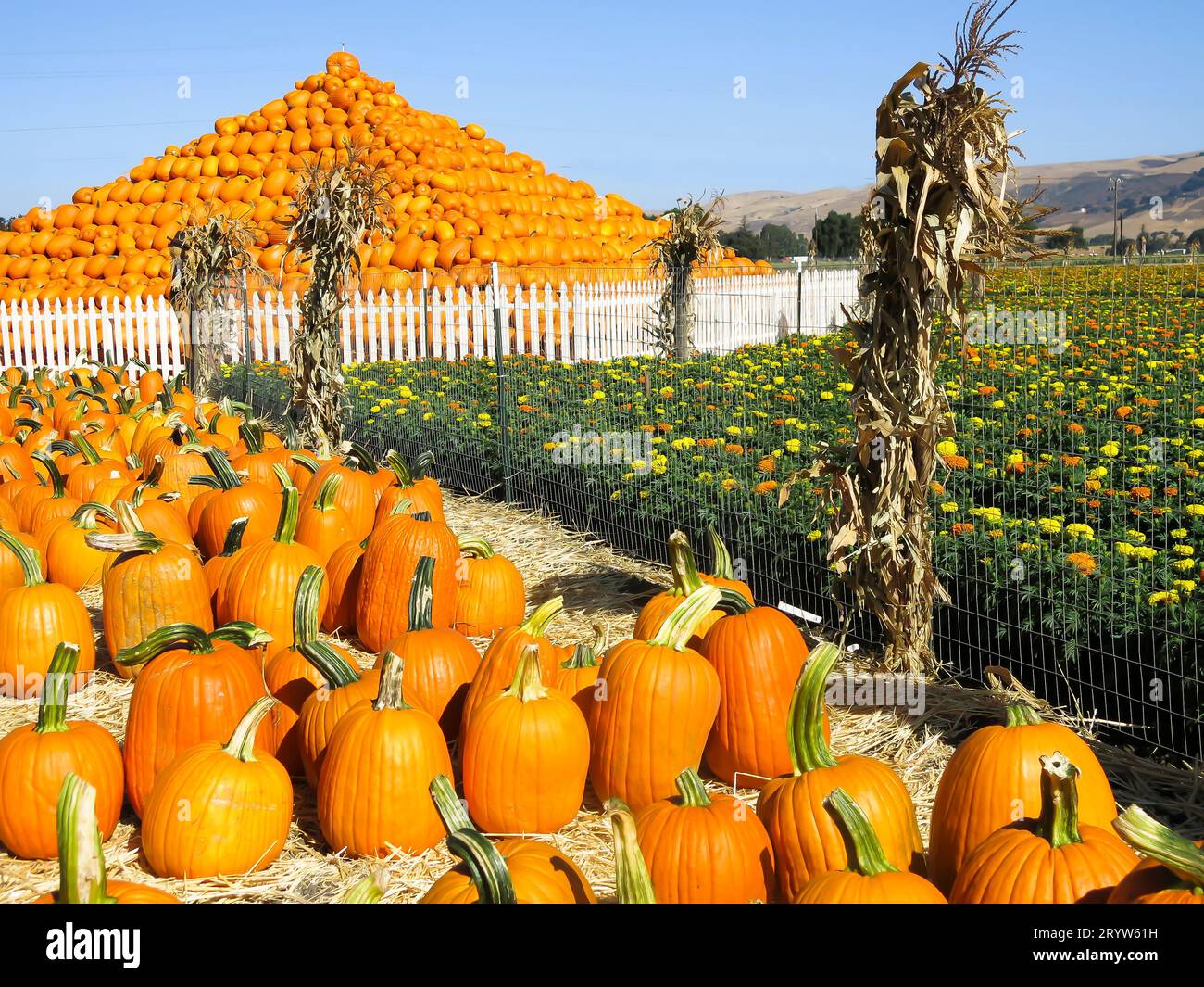 Pumpkin Patch Ready for Visitors Stock Photo Alamy