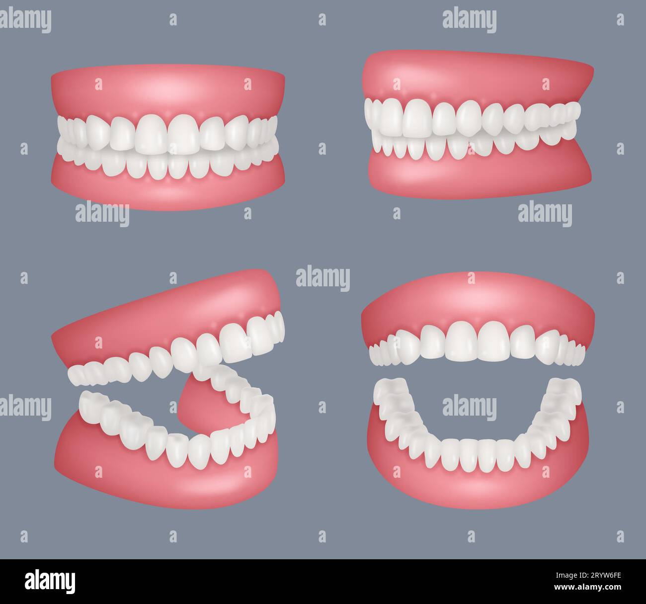 Human jaw. Realistic set of human teeth anatomy closed and open mouth decent vector templates