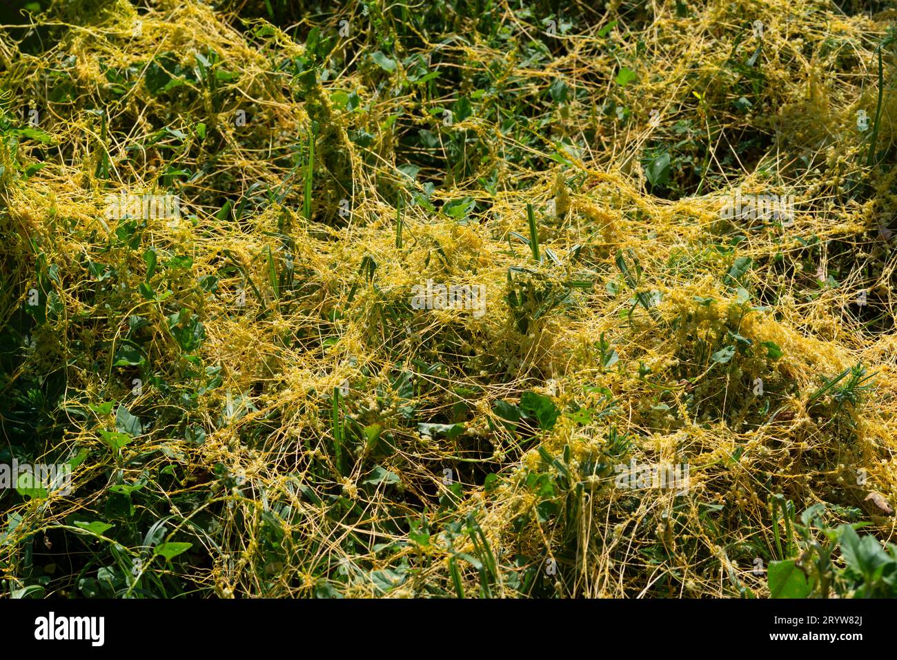 Italy, Lombardy, Field Dodder, Cuscuta Campestris Stock Photo